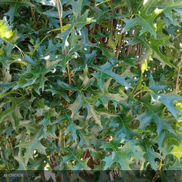 QUERCUS palustris 'Green pillar'