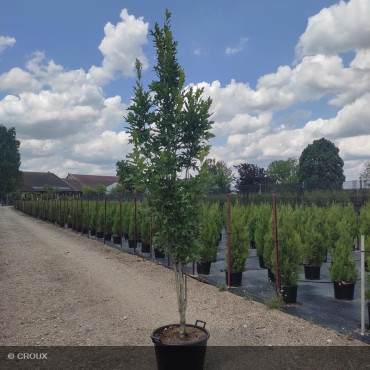 QUERCUS palustris 'Green pillar'