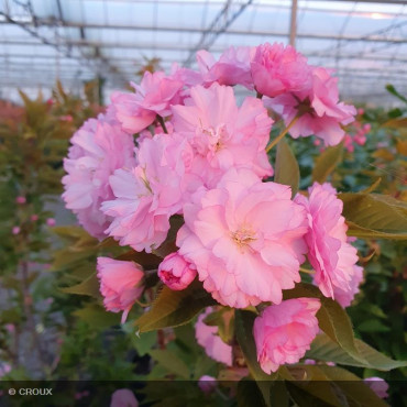 PRUNUS serrulata 'Kanzan'