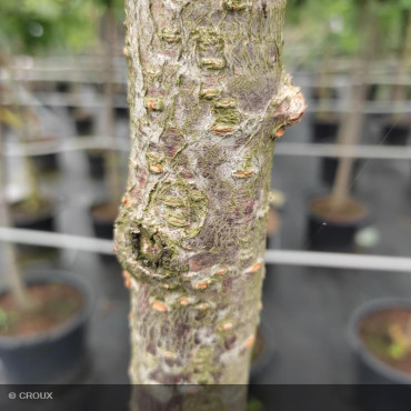 PRUNUS serrulata 'Kanzan'