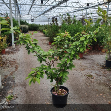 PRUNUS serrulata 'Kanzan'