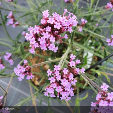 VERBENA bonariensis