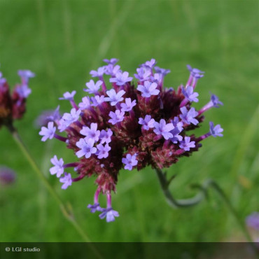 VERBENA bonariensis