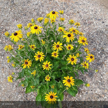 RUDBECKIA fulgida 'Goldstrum'