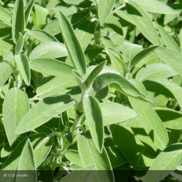 SALVIA officinalis