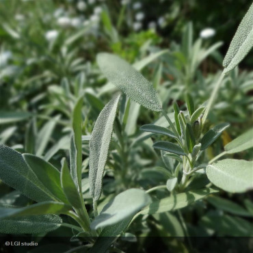 SALVIA officinalis