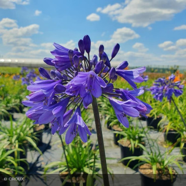 AGAPANTHUS x 'Ever sapphire®'