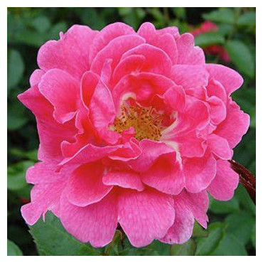 ROSIER grimpant Gites de...