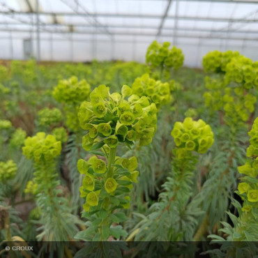 EUPHORBIA characias 'Wulfeni'