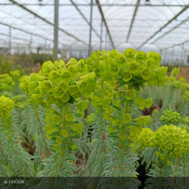 EUPHORBIA characias 'Wulfeni'