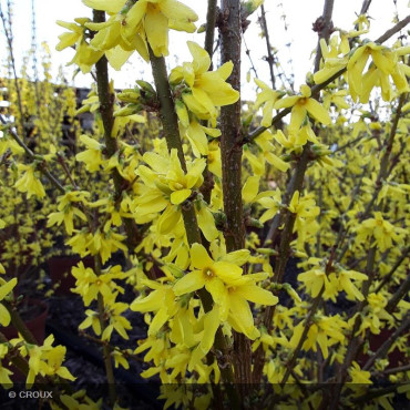 FORSYTHIA x intermedia 'Lynwood Gold'