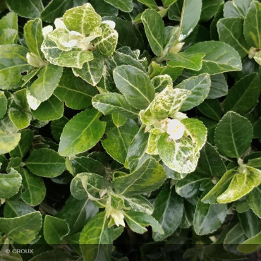 EUONYMUS japonicus 'Pierrolino®'