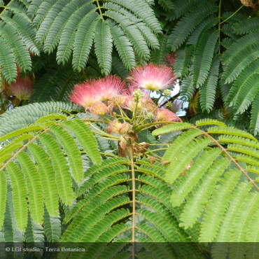 ALBIZIA julibrissin