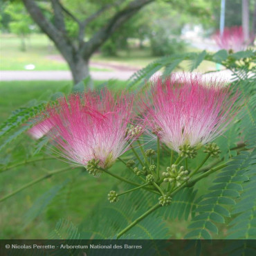 ALBIZIA julibrissin