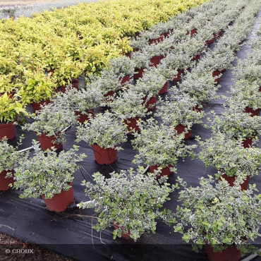 EUONYMUS fortunei 'Emerald Gaiety'