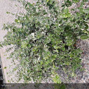 EUONYMUS fortunei 'Emerald Gaiety'