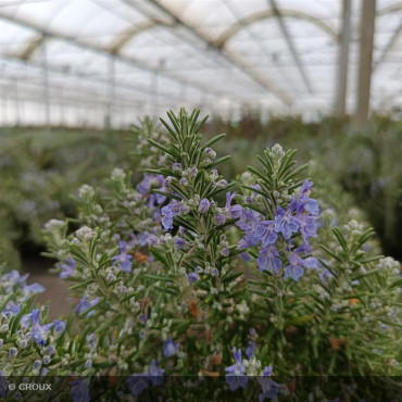 ROSMARINUS officinalis 'Pointe du raz'