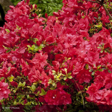 AZALEA japonica 'Fête des...