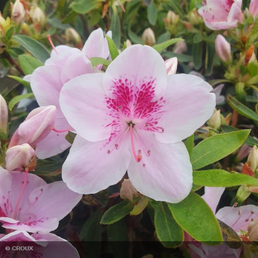 AZALEA japonica 'Ho Oden'