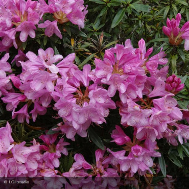 RHODODENDRON ponticum...