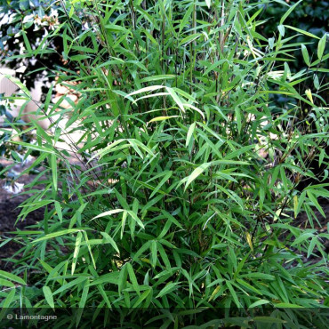 BAMBOU FARGESIA 'Angustissima'