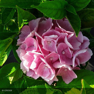 HYDRANGEA macrophylla 'Ankong® Pink'