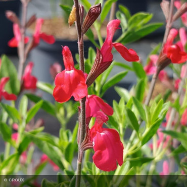 SALVIA greggii 'Lipstick'