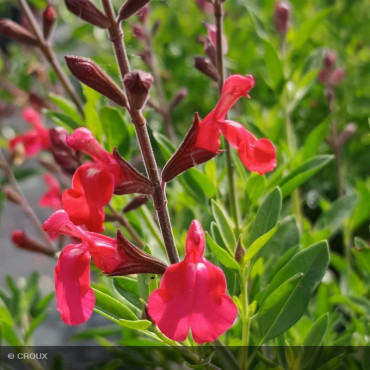 SALVIA greggii 'Lipstick'