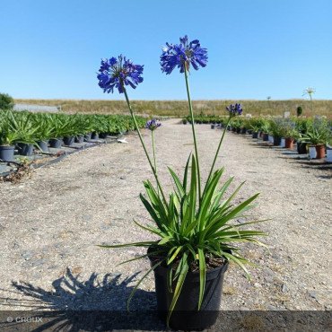 AGAPANTHUS x 'Ever sapphire®'
