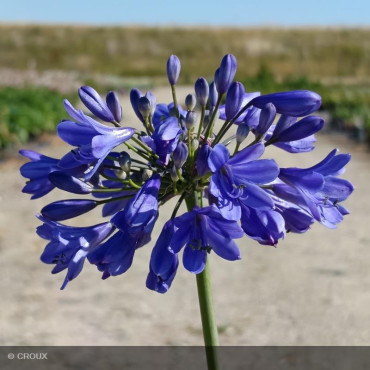 AGAPANTHUS x 'Ever sapphire®'