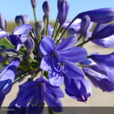 AGAPANTHUS x 'Ever sapphire®'