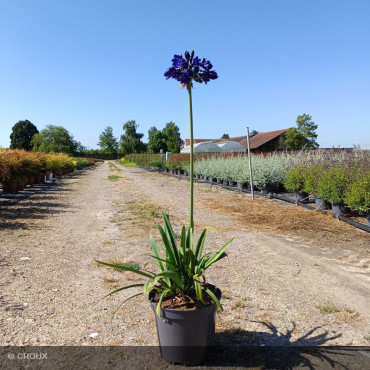 AGAPANTHUS everpanthus®...