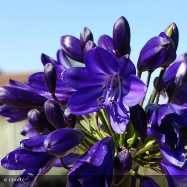 AGAPANTHUS everpanthus® 'Midnight Sky'
