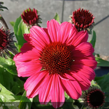 ECHINACEA x 'SunSeekers...