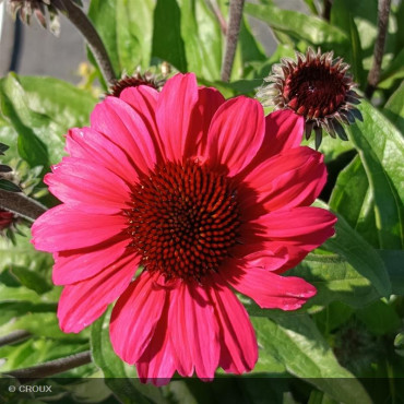ECHINACEA x 'SunSeekers Carmin®'