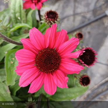 ECHINACEA x 'SunSeekers Carmin®'