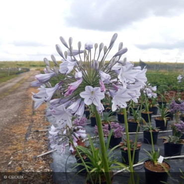 AGAPANTHUS x 'Blue Triumphator'