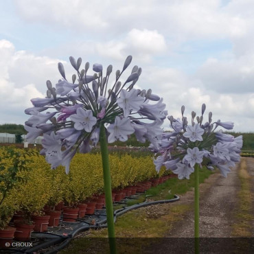AGAPANTHUS x 'Blue Triumphator'