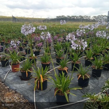 AGAPANTHUS x 'Blue Triumphator'
