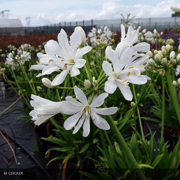 AGAPANTHUS x 'Petit Eskimo'