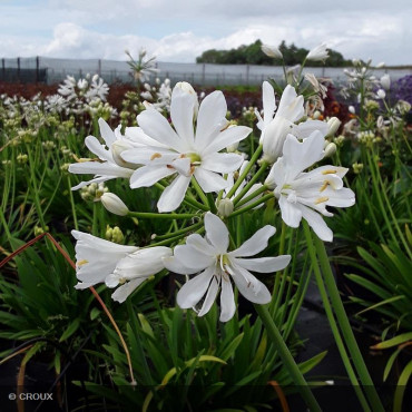 AGAPANTHUS x 'Petit Eskimo'