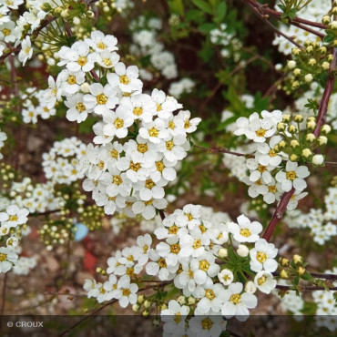 SPIRAEA x cinerea Grefsheim