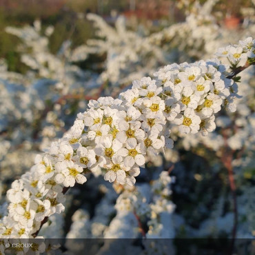 SPIRAEA x cinerea Grefsheim