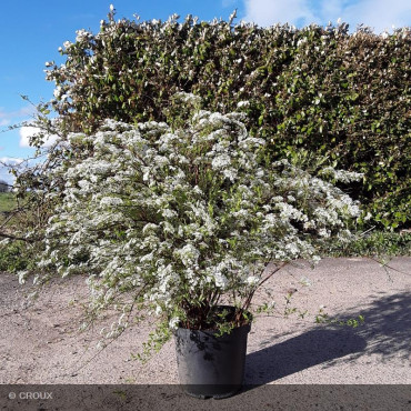 SPIRAEA x cinerea Grefsheim