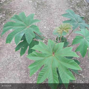TETRAPANAX papyrifera 'Rex'