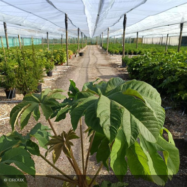 TETRAPANAX papyrifera 'Rex'