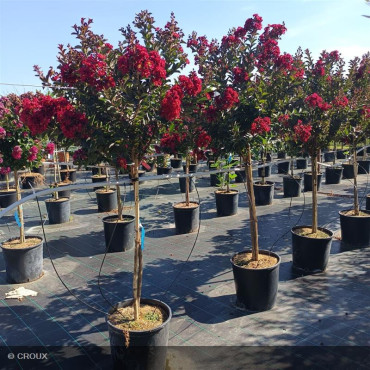 LAGERSTROEMIA indica...
