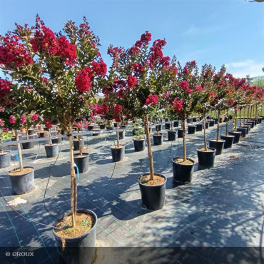 LAGERSTROEMIA indica 'Double Feature®'