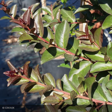 LAGERSTROEMIA indica 'Double Feature®'