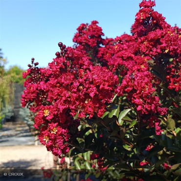 LAGERSTROEMIA indica 'Double Feature®'